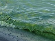 В&nbsp;Одессе &laquo;зацвело&raquo; море: экологи рассказали, чем это опасно для здоровья отдыхающих