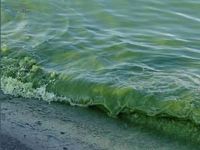 В Одессе цветет море. Фото Государственной экологической инспекции