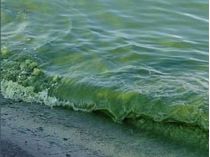 В Одесі цвіте море. Фото Державної екологічної інспекції