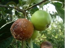 Бурая гниль на яблоках