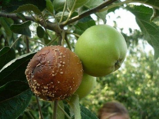 Бура гниль на яблуках