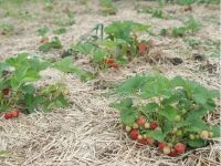 Как проводить осеннюю пересадку клубники