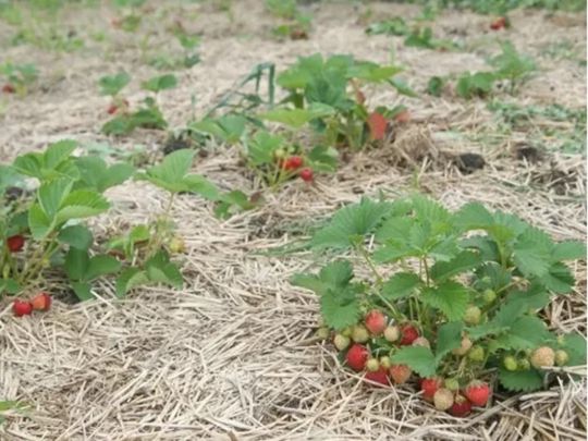 Як проводити осінню пересадку полуниці