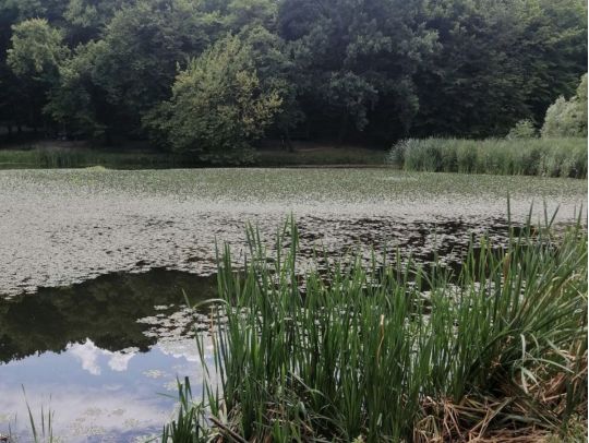 Голосіївський парк, фото соцмережі