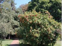 Серпень в Києві, фото соцмережі