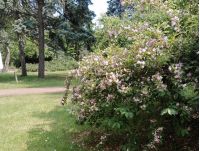 Голосіївський парк, фото соцмережі