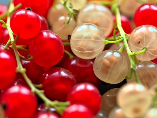 Осеннюю подкормку для смородины готовят из трех составляющих. Фото - Pixabay