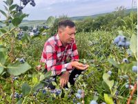 Урожай голубики