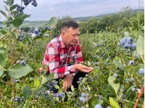 Урожай голубики