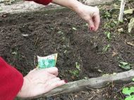 З&nbsp;прицілом на&nbsp;весну: досвідчені городники радять посадити на&nbsp;ділянці у&nbsp;вересні