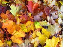 Прогноз погоди на 11-12 жовтня. Фото Pixabay