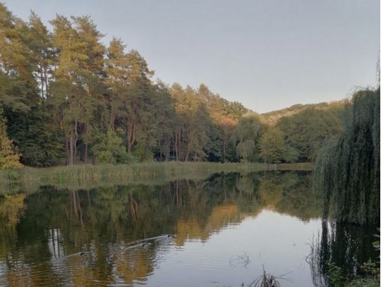 Голосіївський парк, фото соцмережі