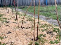Саджаємо малину восени