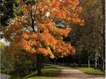 Бабине літо у листопаді, фото соцмережі