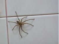 Пауки больше всего не выдерживают резкого запаха мяты, фото из открытых источников