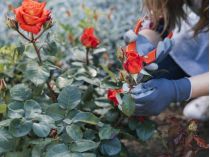 Осіннє обрізування троянд&nbsp;— Готуємо кущі до зимового спокою&nbsp;— Фото: vsn.ua
