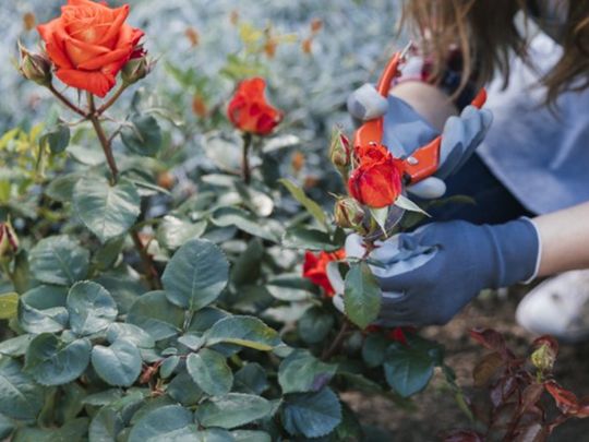 Осіннє обрізування троянд&nbsp;— Готуємо кущі до зимового спокою&nbsp;— Фото: vsn.ua