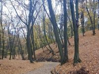 Голосіївський ліс, фото соцмережі