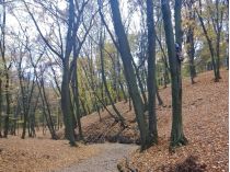 Голосіївський ліс, фото соцмережі