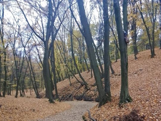 Голосіївський ліс, фото соцмережі