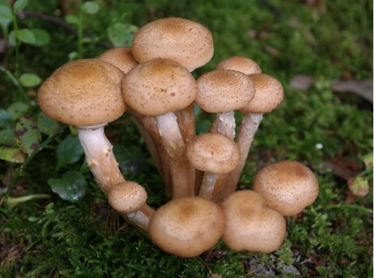 Опята растут целыми семьями, фото из открытых источников