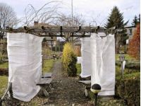 Молодые вишни на зиму нужно укрыть, фото из открытых источников