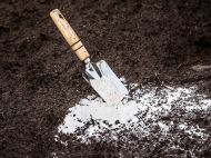 Вапнування ґрунту: чому це&nbsp;необхідно після збору урожаю і&nbsp;як&nbsp;це правильно робити