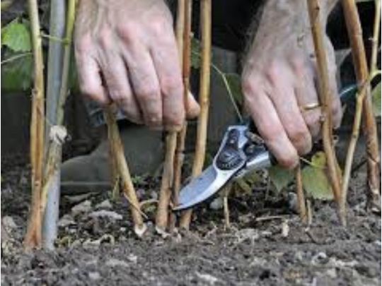 Осіннє обрізування важливе для ремонтантної малини, фото з відкритих джерел