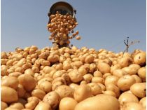 Про врожай картоплі наступного року треба думати восени, фото з відкритих джерел
