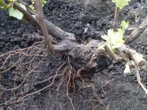Виноград потрібно підготувати до зими, фото з відкритих джерел