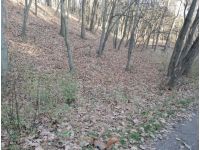 Голосіївський парк, фото соцмережі