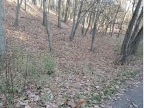 Голосіївський парк, фото соцмережі