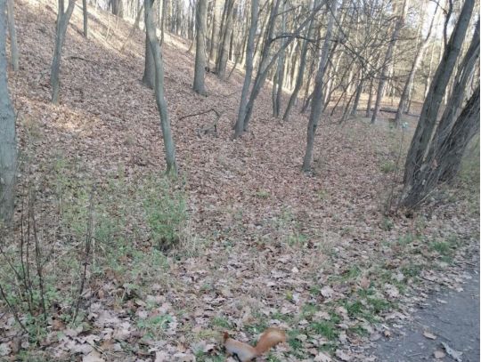 Голосіївський парк, фото соцмережі