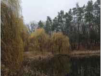Голосеевский парк, фото соцсети