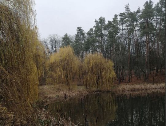 Голосеевский парк, фото соцсети