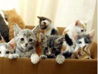 Коти різного кольору