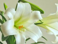 Какие цветы не стоит дарить - Народные приметы — Фото: unsplash.com