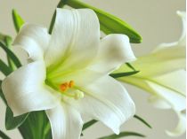 Які квіти не варто дарувати&nbsp;— Народні прикмети&nbsp;— Фото: unsplash.com