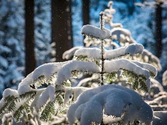 Погода на 29 декабря – 4 января. Фото Pixabay
