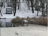 Голосіївський парк, соцмережі
