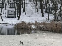 Голосіївський парк, соцмережі