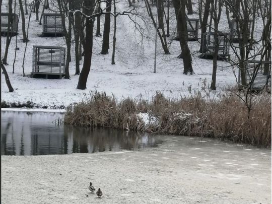 Голосіївський парк, соцмережі