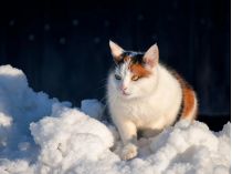 Погода на 12 января. Фото - Pixabay
