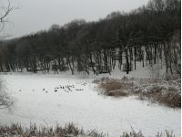 Голосіївський парк, фото соцмережі