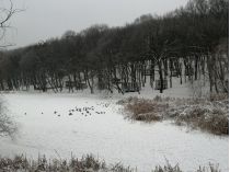 Голосеевский парк, фото соцсети