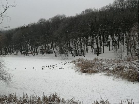Голосіївський парк, фото соцмережі