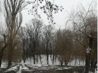 Голосіївський парк, фото соцмережі