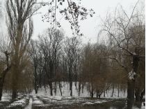 Голосеевский парк, фото соцсети