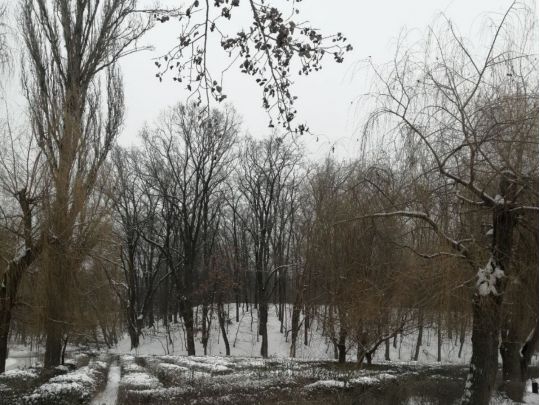 Голосеевский парк, фото соцсети