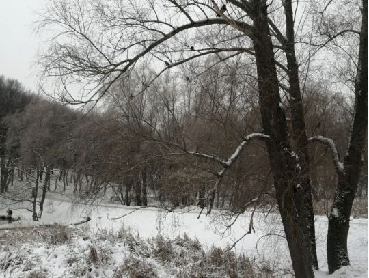 Голосіївський парк, фото соцмережі